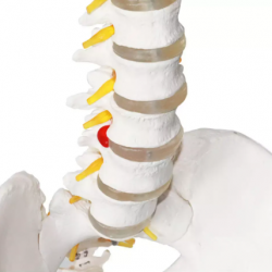 Позвоночник человека в натуральную величину с костями таза и нервами UL