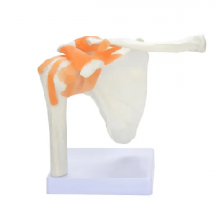 Скелет ключицы плечевого сустава человека с анатомическими моделями связок UL-U
