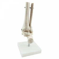 модель скелета сустава стопы для обучения UL-1