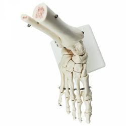 модель скелета сустава стопы для обучения UL-1