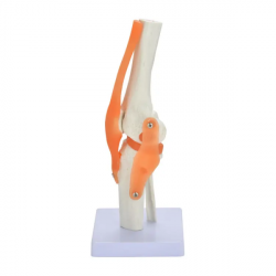 Анатомическая модель коленного сустава человека UL-KL