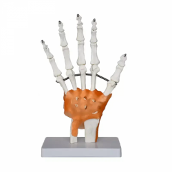 Анатомическая модель для медицинского обучения суставу руки человека с моделью связок UL-R