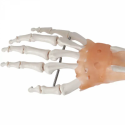 Анатомическая модель для медицинского обучения суставу руки человека с моделью связок UL-R