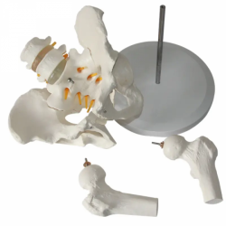 Анатомическая модель скелета таза человека из ПВХ UL-7