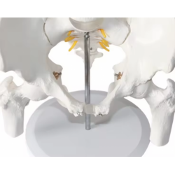 Анатомическая модель скелета таза человека из ПВХ UL
