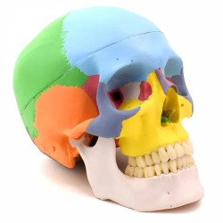 Цветной пластиковый череп в натуральную величину UL-22