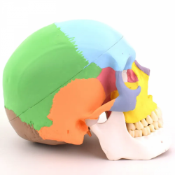 Цветной пластиковый череп в натуральную величину UL-22