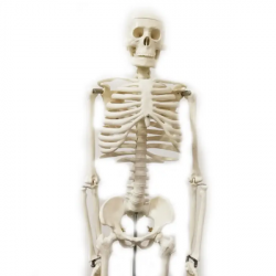 Модель человеческого скелета 85 см, медицинская обучающая модель, анатомическая специальная модель со съемными руками и ногами U