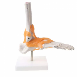 Модель связочного сустава стопы для медицинского обучения, модель анатомии стопы, модель скелета в натуральную величину для демо