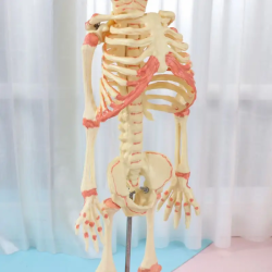 37-сантиметровый дисплей для обучения науке с двуглавой моделью детского скелета из ПВХ UL-37