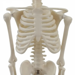 Анатомическая модель человеческого скелета 180 см UL-Y