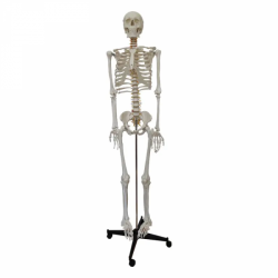 Анатомическая модель человеческого скелета 180 см UL-Y