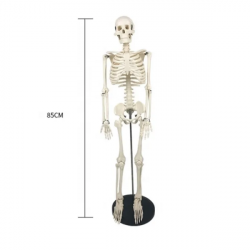 модель человеческого скелета из ПВХ 85 см UL-XC-102
