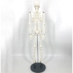 модель человеческого скелета из ПВХ 85 см UL-XC-102