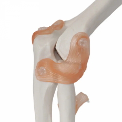 модель человеческого коленного сустава ПВХ UL-HEEH