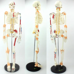 Модель Скелета Человека ПВХ 85 см UL-YN
