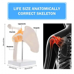 высококачественные модели анатомии плеча в натуральную величину UL-109