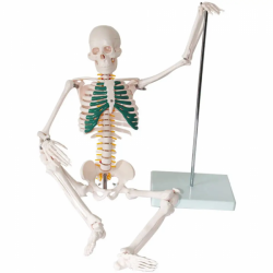 Модель человеческого скелета с позвоночником 85 см Скелет человека в натуральную величину из ПВХ UL-101