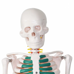 Модель человеческого скелета с позвоночником 85 см Скелет человека в натуральную величину из ПВХ UL-101