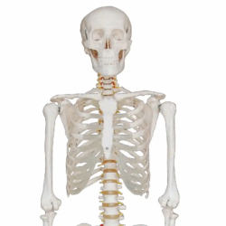 180 см человеческий скелет в натуральную величину UL-101