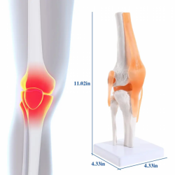 Анатомическая модель коленного сустава человека в натуральную величину UL-EEE