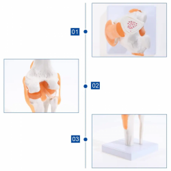 Анатомическая модель коленного сустава человека в натуральную величину UL-EEE