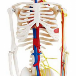 Модель скелета человека выполненная из ПВХ UL-85