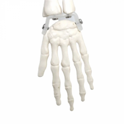 Анатомическая модель скелета человека ПВХ 85 см UL-85