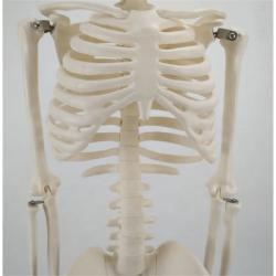 Образовательная медицинская пластиковая модель скелета человека ПВХ 85см UL-85