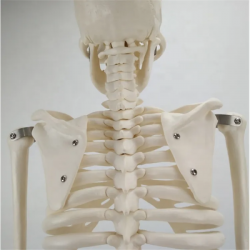 Образовательная медицинская пластиковая модель скелета человека ПВХ 85см UL-85