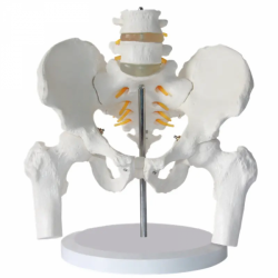 Модель позвоночника и бедренный позвоночник с моделью бедренной кости UL-EEH