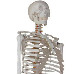Модель человеческого скелета в натуральную величину 180см UL-180