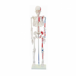 Скелет 85см с нервами и кровеносными сосудами UL-102C