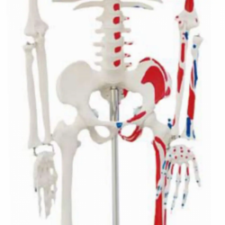 Скелет 85см с нервами и кровеносными сосудами UL-102C