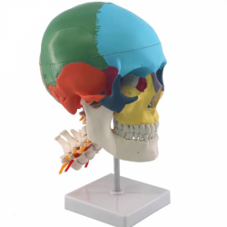 Цветной человеческий череп с моделью шейного позвонка UL-14
