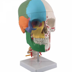 Цветной человеческий череп с моделью шейного позвонка UL-14