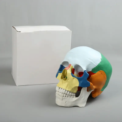 Цветная модель черепа в натуральную величину UL-CH