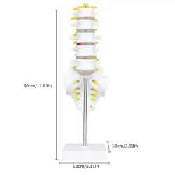 Модель анатомии позвоночника человека в натуральную величину поясничного отдела позвоночника, крестца, копчика и нервов UL-111