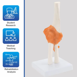 Модель локтевого сустава человека со связками Идеальный учебный инструмент для изучения анатомии человека UL-211