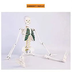 Модель человеческого скелета 85 см, зеленая грудина, спинные нервы, межпозвонковый диск, медицинский маленький череп, ортопедиче