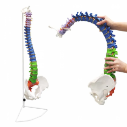 Модель позвоночника человеческого цвета в натуральную величину, 85 см, гибкий спинной мозг, грыжа диска, нервы, артерии и цветны