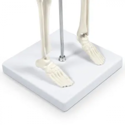 Режим человеческого скелета 45 см Мини-модель человеческого скелета с подвижными руками и ногами UL-101-8
