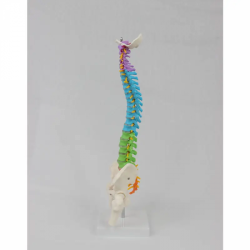Цветная мини-позвоночная колонна человека, гибкая анатомическая модель скелета человека, анатомическая модель, модели позвоночни