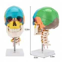 Модель человеческого черепа с гибким шейным отделом UL-D00611-