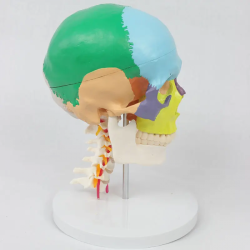 Модель человеческого черепа с гибким шейным отделом UL-D00611-