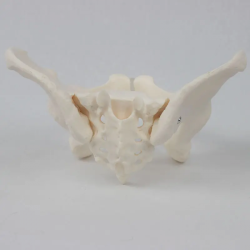 Модель женского таза в натуральную величину, гибкая женская анатомическая модель, тазобедренная кость UL-J421