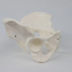 Модель женского таза в натуральную величину, гибкая женская анатомическая модель, тазобедренная кость UL-J421