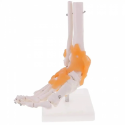 Модель сустава стопы со связками Модель стопы и лодыжки Модель анатомии стопы в натуральную величин UL-73-7