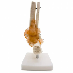 Модель сустава стопы со связками Модель стопы и лодыжки Модель анатомии стопы в натуральную величин UL-73-7
