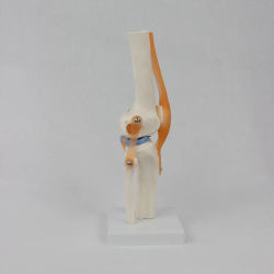 Модель человеческого коленного сустава в натуральную величину UL-111-4